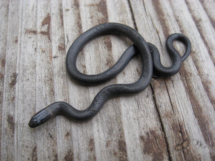 Pacific Ringneck Snake